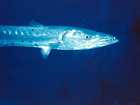 Barracuda