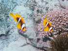 Poisson-clown