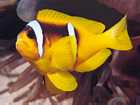 Poisson-clown
