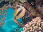 Poisson cocher