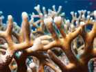 Corail de feu : attention aux brlures !