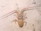Langouste