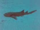 Requin dormeur