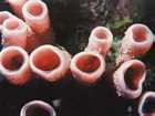 Eponges tubulaires
