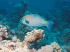 Poisson peroquet