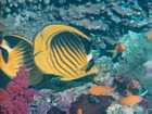 Poisson-ange