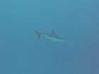 Attention : un requin a pointes noires...
