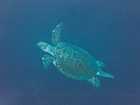 Tortue de mer