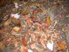Un crabe surpris par le flash