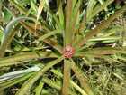 Un petit ananas