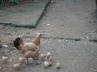 Il y a encore des poules en libert, quelque part dans le monde !